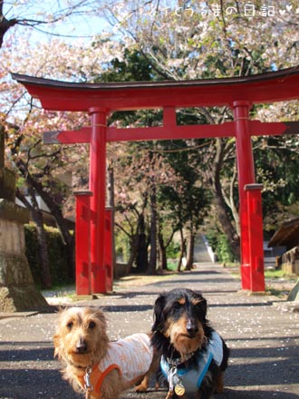 名残桜