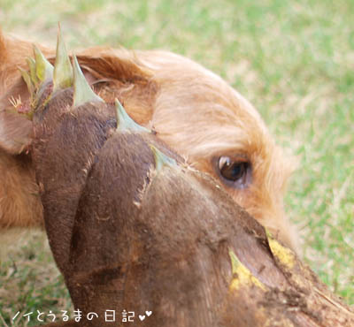 たけのこのこのこ