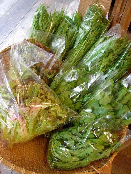 葉野菜入りました～！