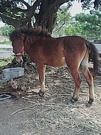 シャー君の成長