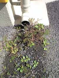 ど根性・・・。 2009/02/02 13:10:12