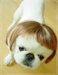 抜け毛・・・。 2008/10/22 21:44:17