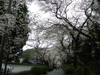 今年は
