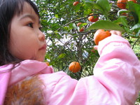 みかん 2009/02/11 09:42:52