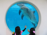 いるかのフジ 2009/02/22 11:04:33