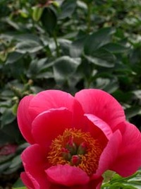 花より・・・