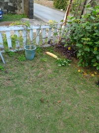 放り込まれたダイコン
