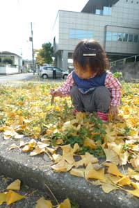 イチョウの葉っぱをヒラヒラ