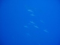 ハンマー群れありがとう 2011/03/25 17:33:58