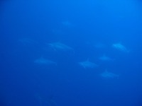 やっぱり最高♪ 2010/02/24 21:22:29
