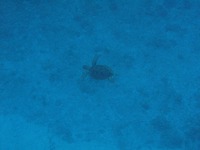 シュノーケル 2010/08/01 19:58:03