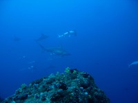 逆潮、ハンマー群れ万歳！ 2010/02/28 21:41:22