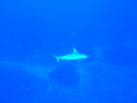 潮変わりすぎ＞＜ 2010/03/04 20:56:18