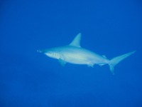 ハンマー♪ 2010/07/01 15:09:47