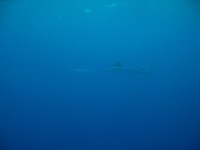 バショウカジキ群れ 2010/02/25 19:57:14