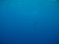 ハンマーいたよ〜♪ 2010/03/23 17:31:07
