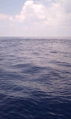 イルカとオキゴンドウクジラの群れ