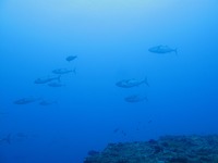 イソマグロ群れ 2011/04/28 18:31:15
