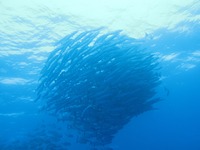 バラクーダ＆ギンガメアジ 2011/05/01 20:17:54