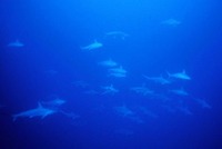 ハンマー写真 2010/01/11 19:19:00