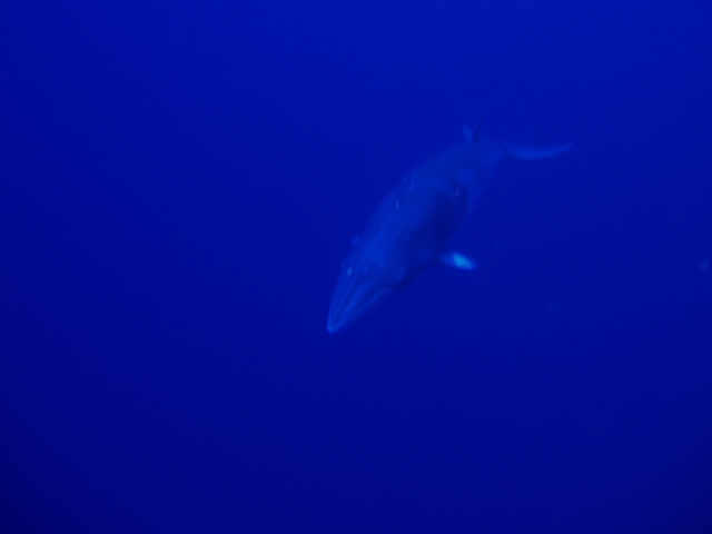 ハンマーの群れとミンククジラ