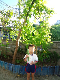 ゴーヤ。 2011/09/15 23:26:00