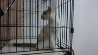 保護猫のその後・・・ 2018/01/25 16:45:50