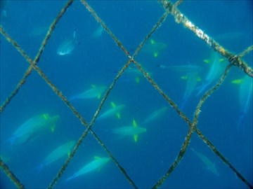 『ジンベイザメと泳ぎたい』を叶えてくれる夢の海へ