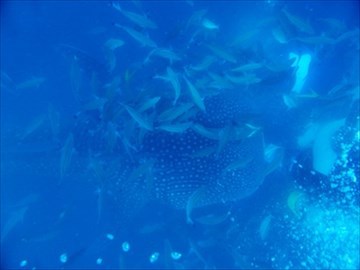 『ジンベイザメと泳ぎたい』を叶えてくれる夢の海へ
