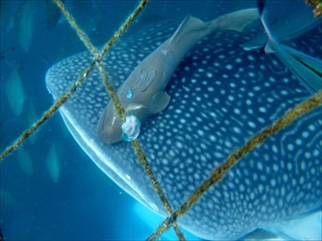 『ジンベイザメと泳ぎたい』を叶えてくれる夢の海へ
