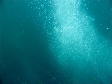 『ジンベイザメと泳ぎたい』を叶えてくれる夢の海へ