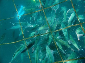 『ジンベイザメと泳ぎたい』を叶えてくれる夢の海へ