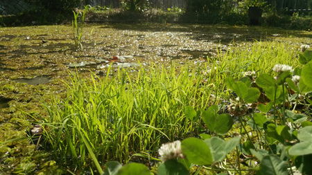 沖縄在来米の田植えを行いました！