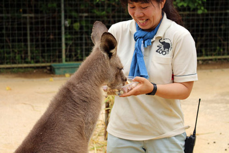 オオカンガルーのもぐもぐウォッチング
