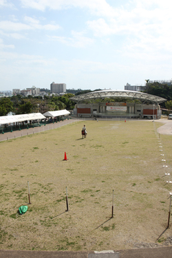 琉球競馬ンマハラシー、いよいよ明日開催！