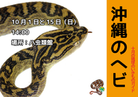 琉球のいきものガイド＊10月のテーマ：ヘビ