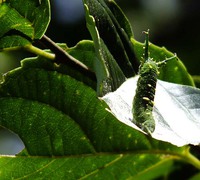 沖縄昆虫同好会:沖縄の蝶・食草図鑑79 クスノキ