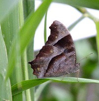 沖縄昆虫同好会:沖縄の蝶・食草図鑑79 クスノキ