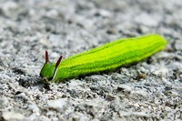 沖縄昆虫同好会:沖縄の蝶・食草図鑑79 クスノキ