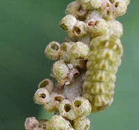 沖縄昆虫同好会:沖縄の蝶・食草図鑑79 クスノキ