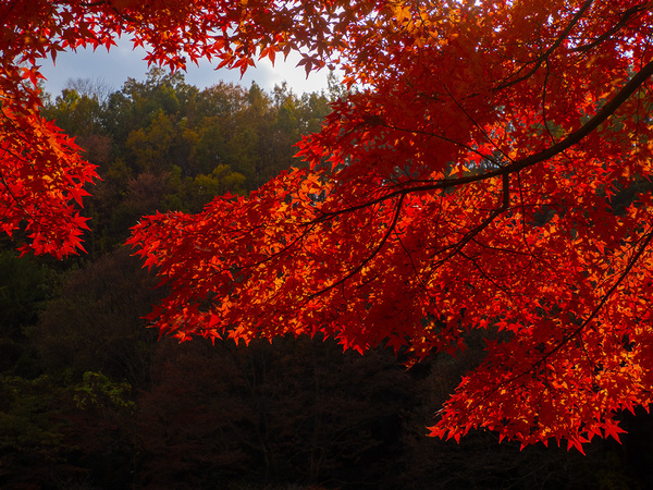 一庫ダムの紅葉