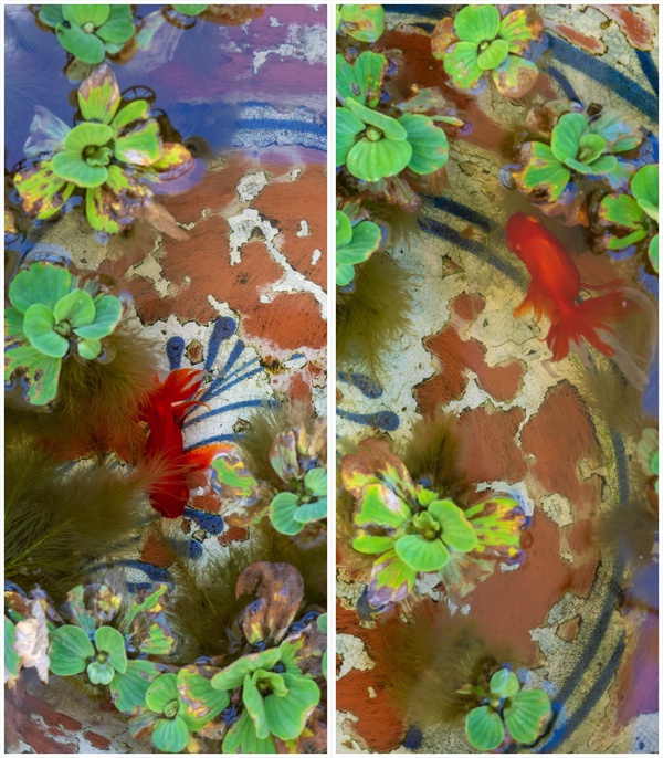 Color Of Okinawa 沖縄の色 金魚とボタン浮き草