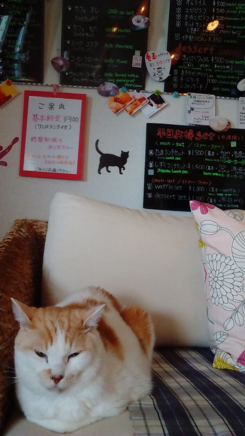 沖縄のネコカフェ。