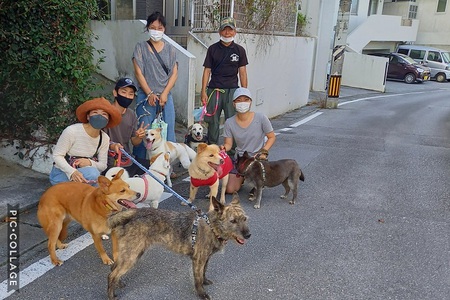 梅雨中休みにて お散歩お助け隊 さん協力あり 大吉爺さん 車椅子 不具合 涙 犬や猫たちが 住みやすい 心豊かな町 にしたい