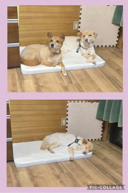 明日 北谷町リリー 受診します 三半規管 異常かも知れません 犬や猫たちが 住みやすい 心豊かな町 にしたい