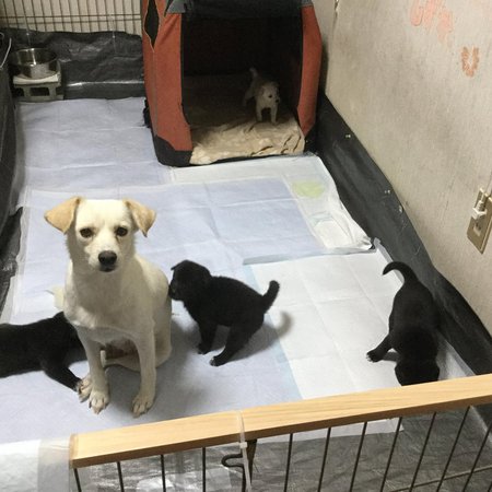 アコ母さんの4兄妹 ペットシート スーパーワイド 募る パピパピ期 突入 犬や猫たちが 住みやすい 心豊かな町 にしたい