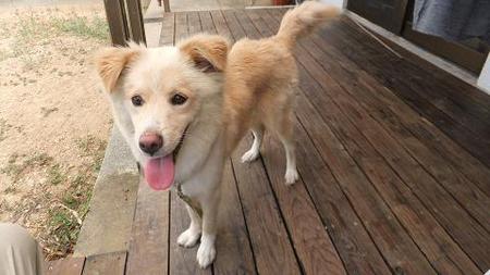 迷い犬 Mix名前はハリー 八重瀬町港川 飼い主の下へ 犬や猫たちが 住みやすい 心豊かな町 にしたい