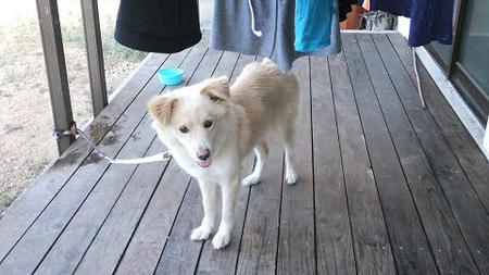 迷い犬保護 Mix名前はハリー 八重瀬町港川 犬や猫たちが 住みやすい 心豊かな町 にしたい