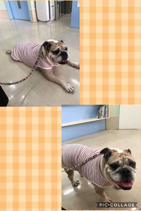ブル ゼルダ 赤い糸 繋がれ ずっと 気になっていた子 犬や猫たちが 住みやすい 心豊かな町 にしたい