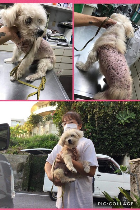 本日 ハッピー爺さん 事務局 へ移動しました 皮膚が酷い状態 涙 犬や猫たちが 住みやすい 心豊かな町 にしたい